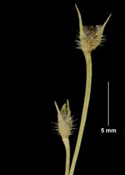 Centrolepis fascicularis, inflorescences showing hispid spikes and glabrous flowering stems.
 Image: KA Ford © Landcare Research 2014 